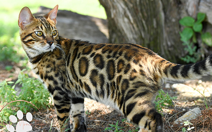 beautiful bengal kitten texas