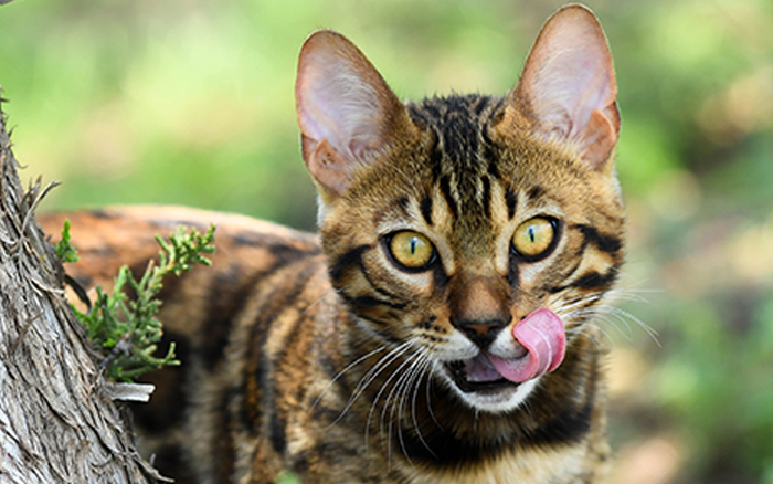 beautiful bengal kitten texas