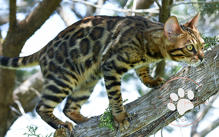 beautiful bengal kitten texas