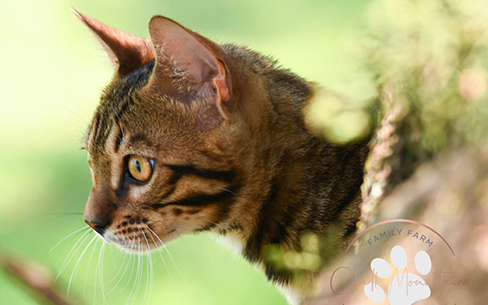 beautiful bengal kitten texas