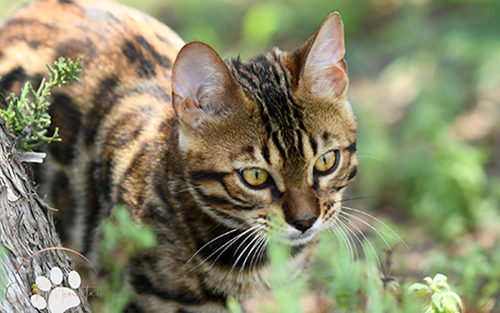 beautiful bengal kitten texas