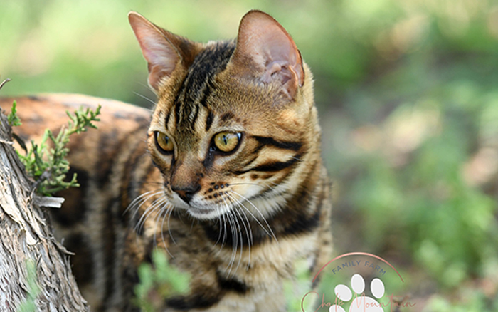 beautiful bengal kitten texas