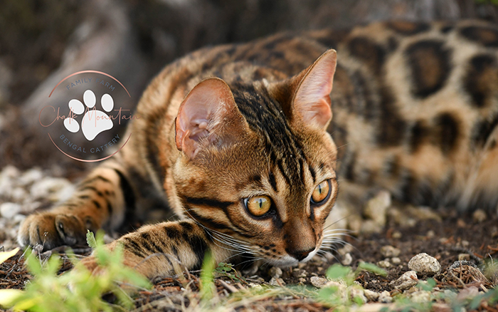 beautiful bengal kitten texas