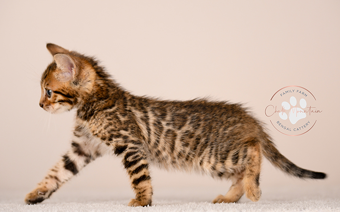 Slate, a brown spotted Bengal kitten for sale in Houston Texas from a trusted Bengal breeder.