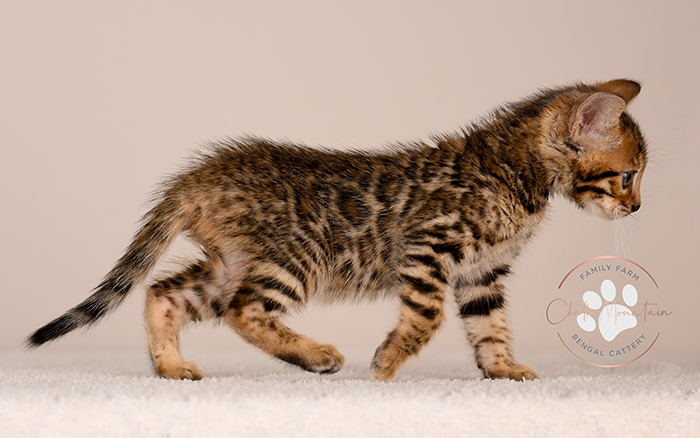baby bengal cat sitting upright showing full body markings
