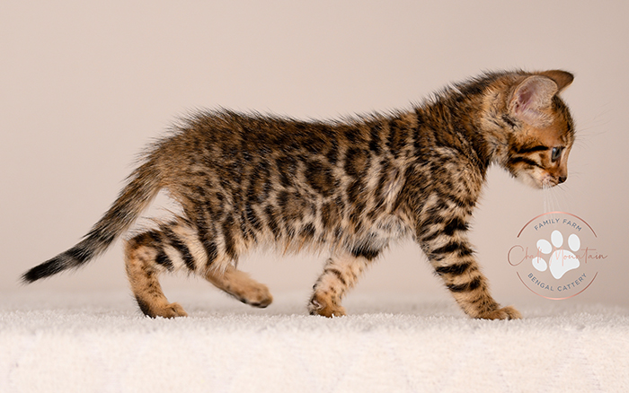 bengal kitten looking curious with ears forward