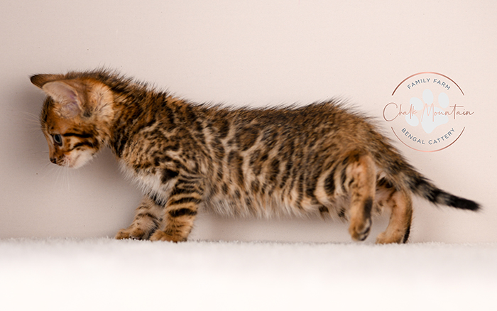 sweet bengal kitten relaxing indoors natural lighting