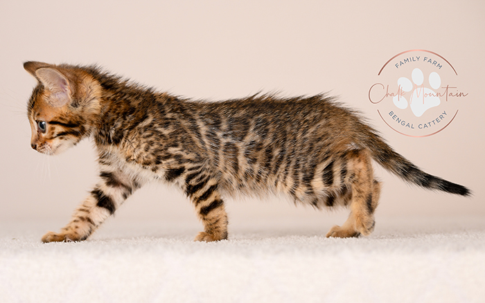 cute bengal kitten with leopard spots sitting on blanket