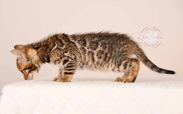 purebred bengal kitten close up showing rosette markings
