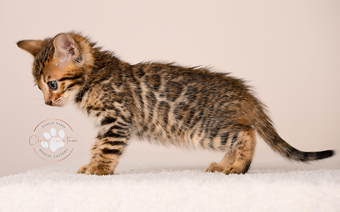 bengal kitten playing indoors with bright green eyes