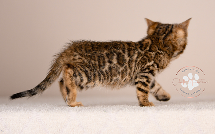 adorable brown bengal kitten standing profile view