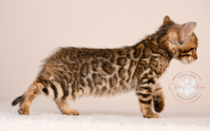 spotted bengal kitten with exotic coat pattern for sale