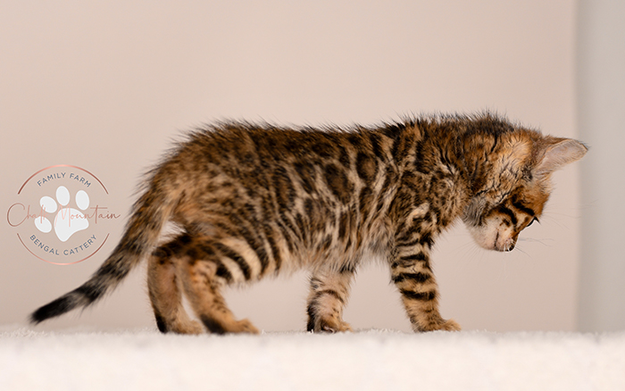 bengal kitten resting on soft blanket looking sleepy