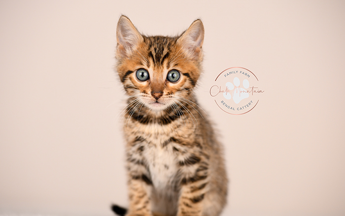 high quality bengal kitten with bold rosettes texas breeder
