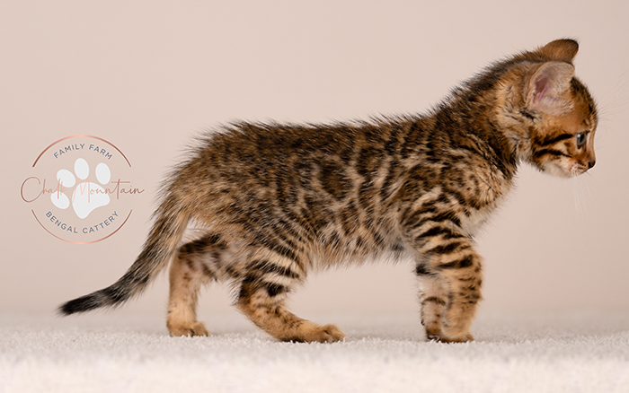 bengal kitten face close up with whiskers and markings