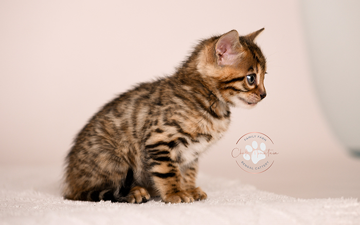 bengal kitten looking curious with ears forward