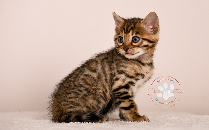 domestic bengal kitten with leopard print coat pattern