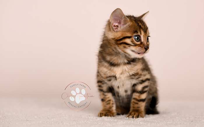 beautiful bengal kitten portrait from texas bengal breeder