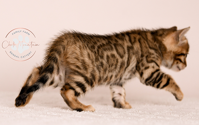 adorable brown bengal kitten standing profile view