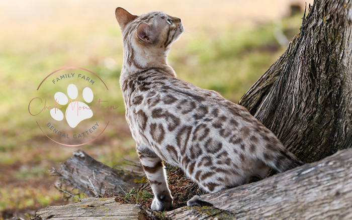 Snow Bengal for sale near me