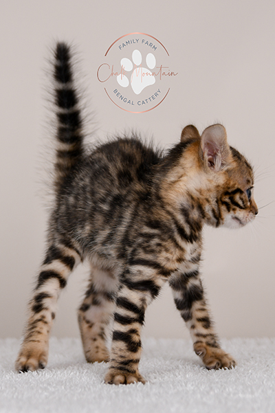 beautiful bengal kitten texas
