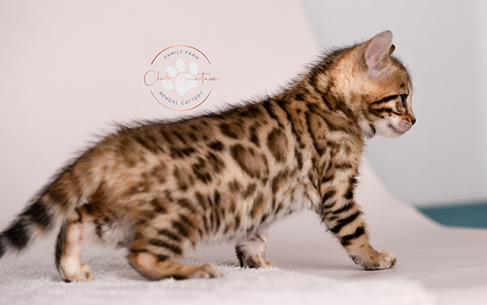 Brown Bengal kitten for sale with rosetted coat and green eyes – Texas Bengal breeder