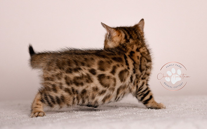 Sweet Bengal kitten indoors with bright eyes – Bengal kittens available now Texas