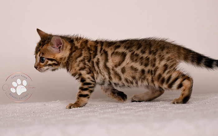 Spotted Bengal kitten relaxing – healthy socialized Bengal kitten for sale