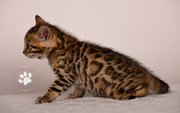 Bengal kitten with bold rosettes and muscular build – luxury pet Bengal kitten
