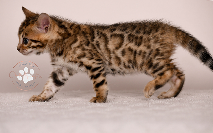 Playful Bengal kitten with exotic markings – reserve your Bengal kitten today