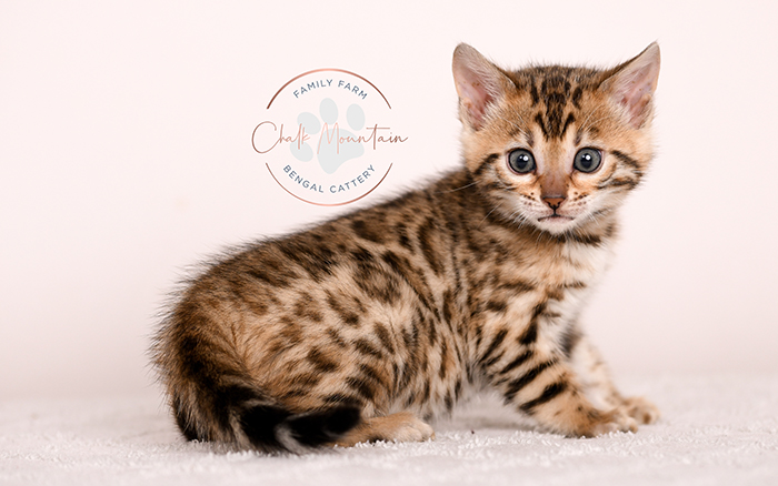 Cute Bengal kitten close up showing rosettes and glitter coat – Bengal kitten for sale USA