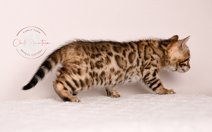 Exotic Bengal kitten sitting on blanket – luxury Bengal cat breeder Texas