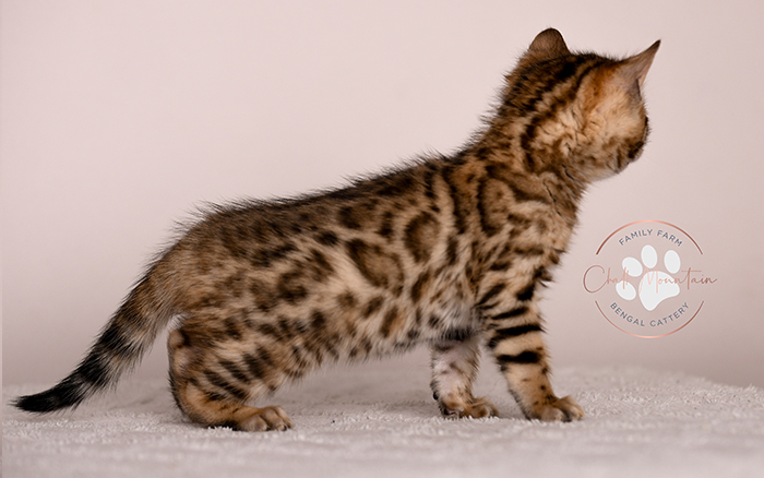 Bengal kitten for sale