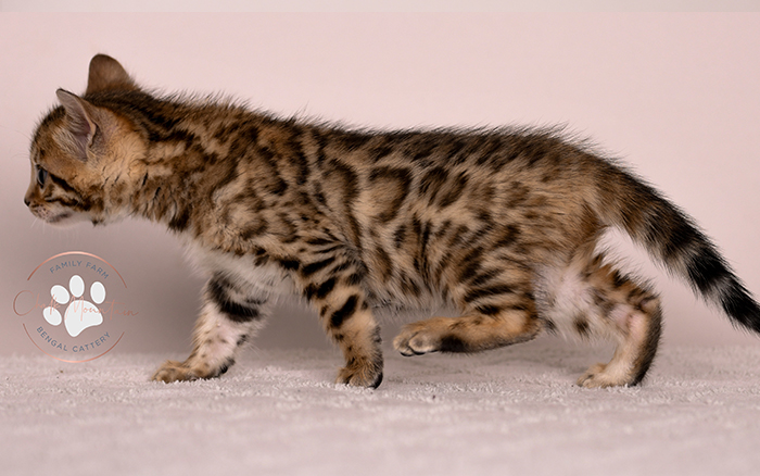 Bengal kitten looking at camera with wild appearance – domestic leopard cat look