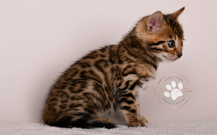 sweet bengal kitten relaxing indoors natural lighting