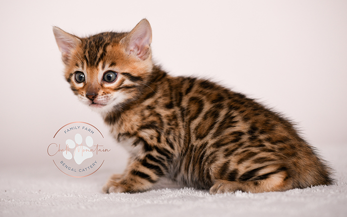 bengal kitten playing indoors with bright green eyes