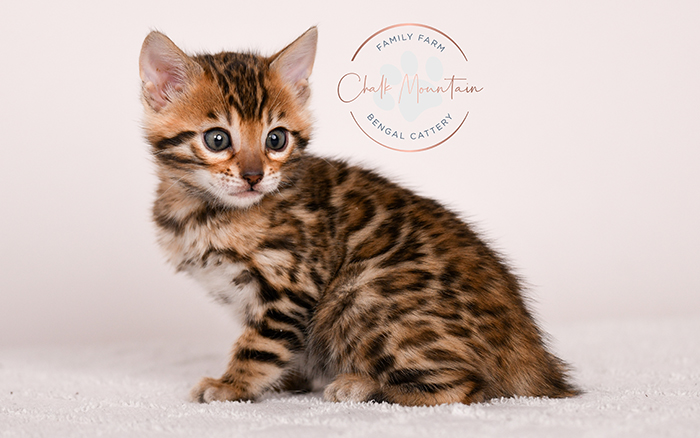 adorable brown bengal kitten standing profile view