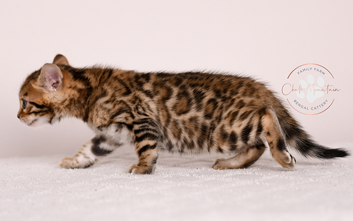 spotted bengal kitten with exotic coat pattern for sale