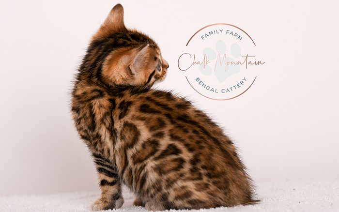 bengal kitten resting on soft blanket looking sleepy