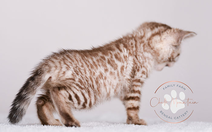 Bengal Kitten for sale
