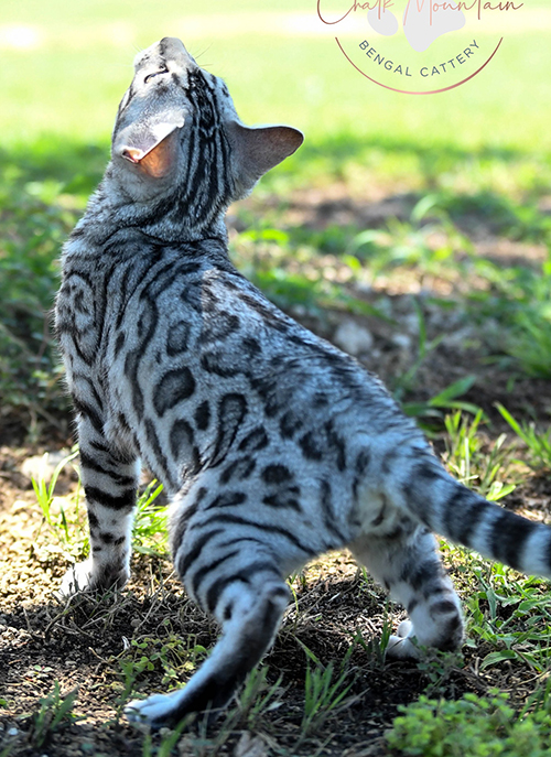 beautiful bengal kitten texas