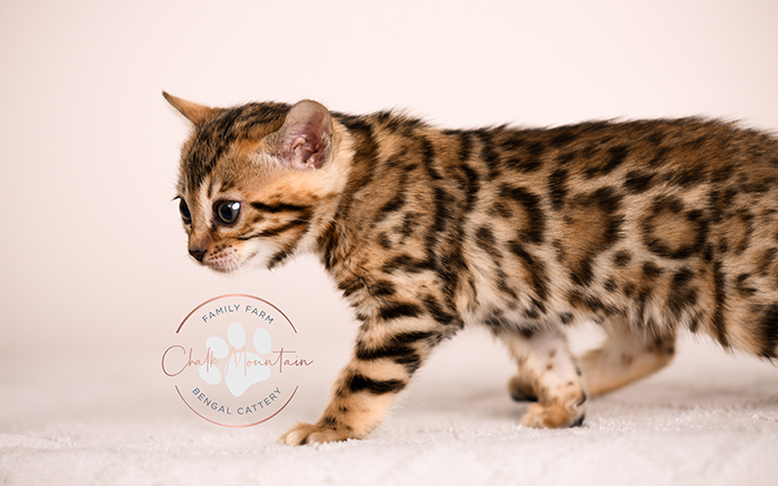 Sweet Bengal kitten sitting and looking at camera – Bengal kittens available in Texas