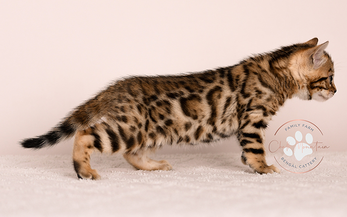 Baby Bengal kitten with golden brown coloring and rosettes – premium quality Bengal cat
