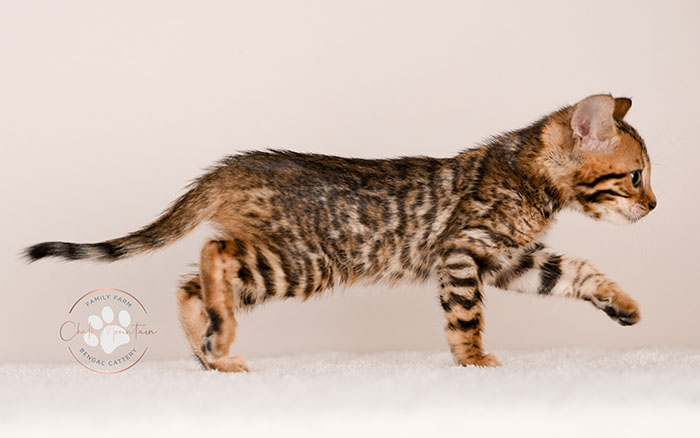 brown rosetted bengal kitten for sale in texas looking at camera