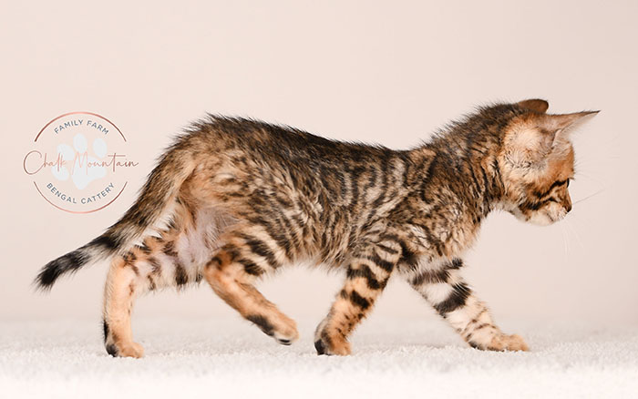 playful bengal kitten reaching forward with paw