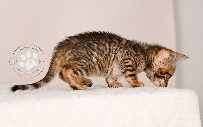 baby bengal cat sitting upright showing full body markings