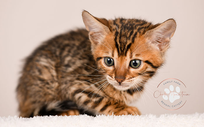 bengal kitten looking curious with ears forward