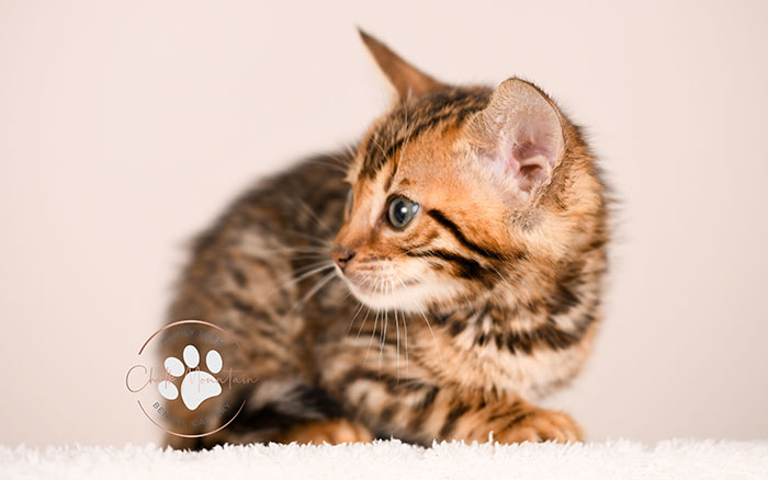 sweet bengal kitten relaxing indoors natural lighting