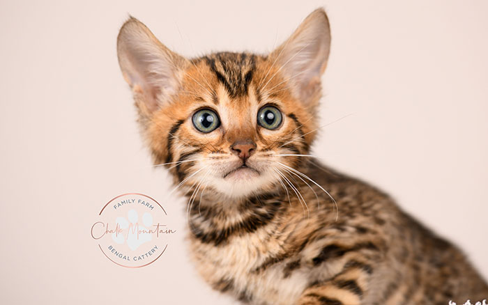 domestic bengal kitten with leopard print coat pattern