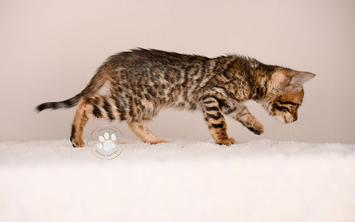 cute bengal kitten with leopard spots sitting on blanket
